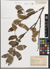 Foto von Salix L.